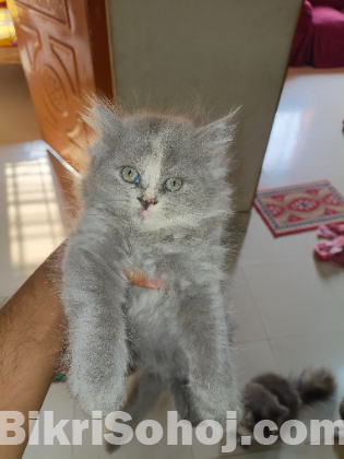 পারসিয়ান বিড়াল